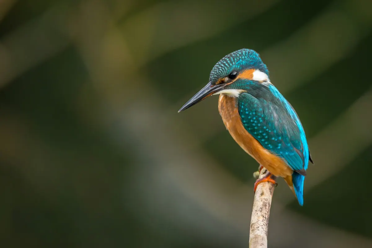 BirdWatch image 2