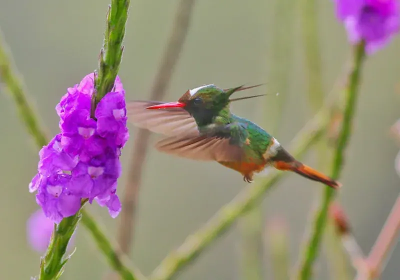 BirdWatch image 3